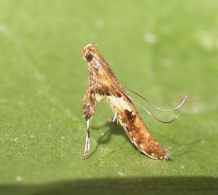 Caloptilia semifascia