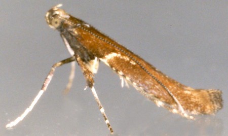 Caloptilia semifascia