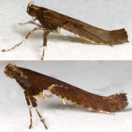 Caloptilia semifascia