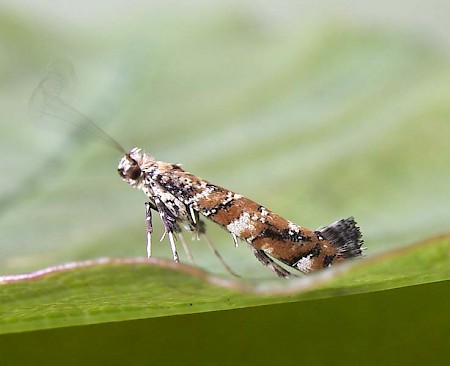 Gracillaria syringella