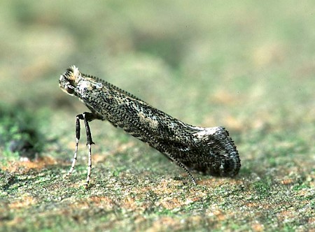 Parornix devoniella