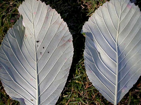 Parornix scoticella