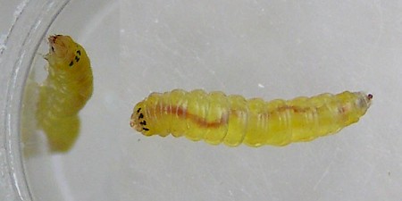 Parornix torquillella