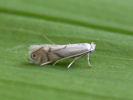 Phyllonorycter harrisella