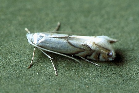 Phyllonorycter harrisella