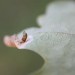 Pupal exuviae • Hellerup, Denmark • © Donald Hobern