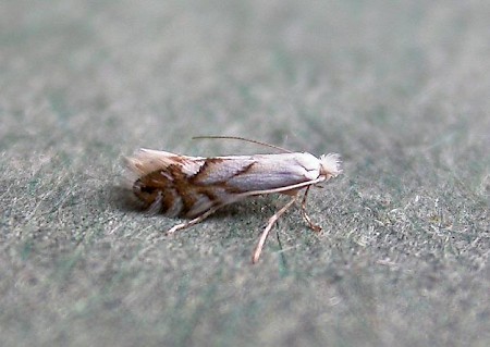 Phyllonorycter tenerella