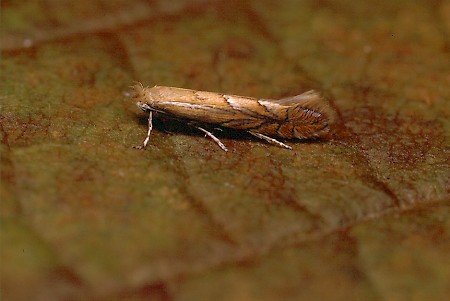 Phyllonorycter messaniella