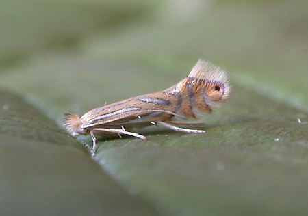 Phyllonorycter platani