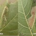 Mine on Platanus • Fleet, Hampshire. On London plane (Platanus x hispanica) • © Ian Kimber