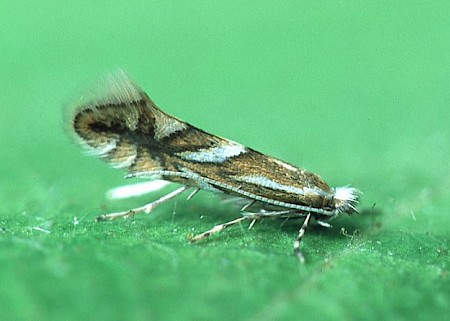 Phyllonorycter oxyacanthae