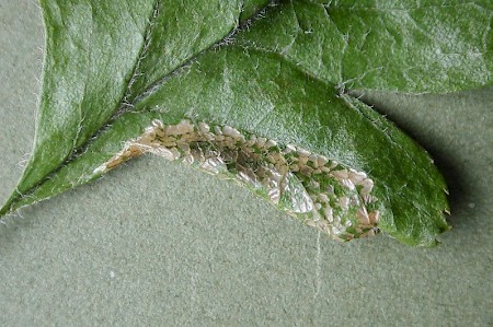 Phyllonorycter oxyacanthae