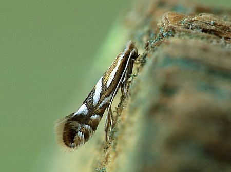 Phyllonorycter sorbi