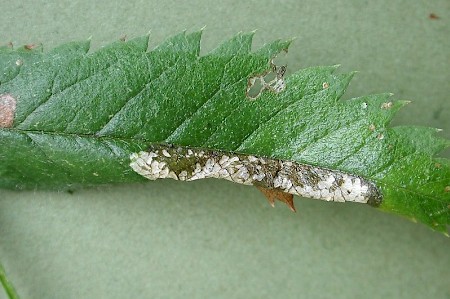 Phyllonorycter sorbi