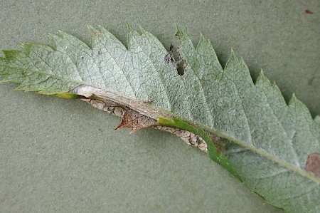 Phyllonorycter sorbi