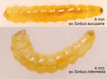 Phyllonorycter sorbi