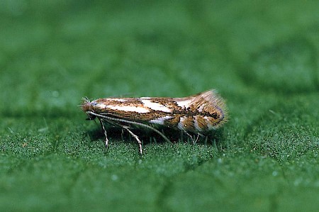 Phyllonorycter blancardella