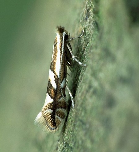 Phyllonorycter blancardella