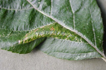 Phyllonorycter blancardella