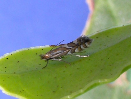 Phyllonorycter junoniella