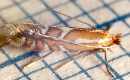 Phyllonorycter junoniella