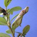 Larval mine • Mine & pupal exuviae on V. vitis-idaea, Barden Moor, N. Yorkshire • © Derek Parkinson