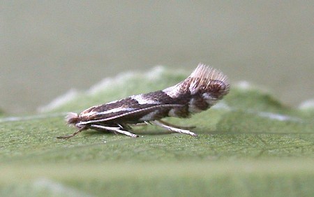 Phyllonorycter spinicolella