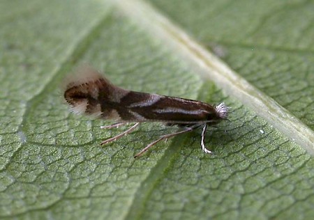 Phyllonorycter spinicolella