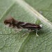 Adult • ex. Mine on Prunus spinosa, Appleton, Cheshire • © Ian Kimber