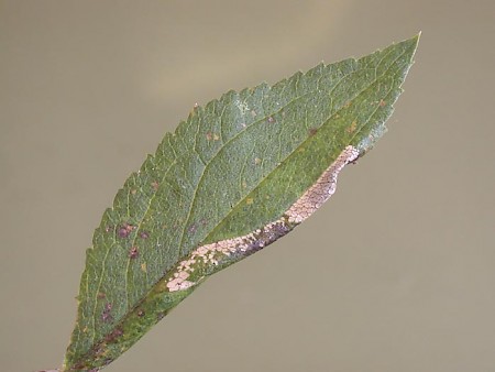 Phyllonorycter spinicolella