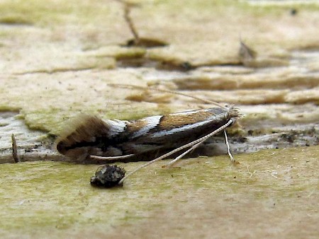 Phyllonorycter cerasicolella