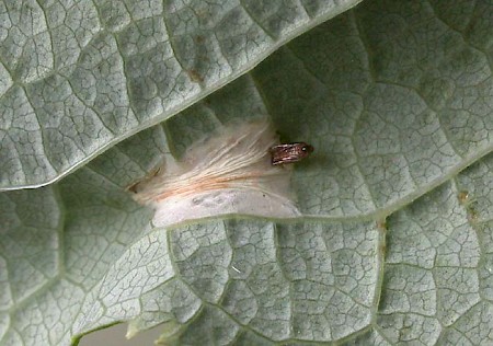 Phyllonorycter cerasicolella