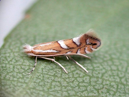 Phyllonorycter lantanella