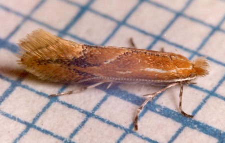 Phyllonorycter corylifoliella