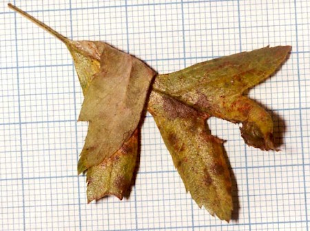 Phyllonorycter corylifoliella