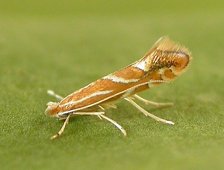 Firethorn Leaf Miner Phyllonorycter leucographella