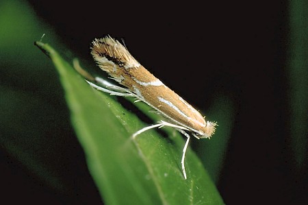 Firethorn Leaf Miner Phyllonorycter leucographella