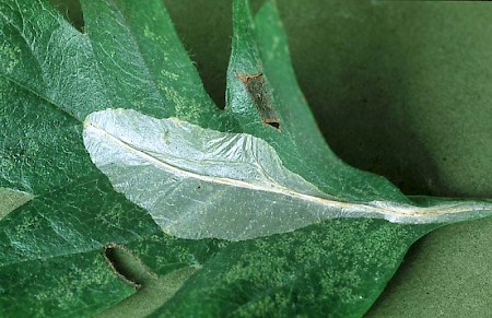 Firethorn Leaf Miner Phyllonorycter leucographella