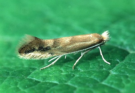 Phyllonorycter viminiella