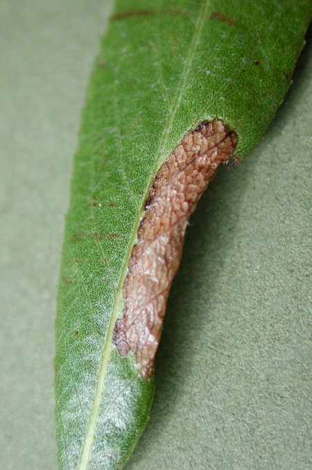 Phyllonorycter viminiella