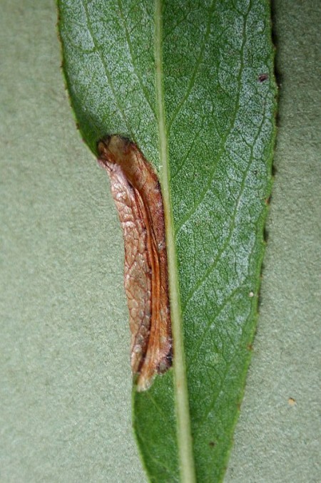 Phyllonorycter viminiella