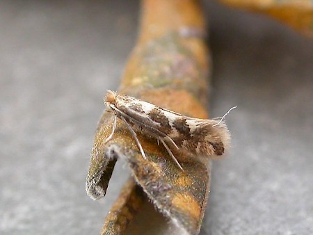 Phyllonorycter viminetorum