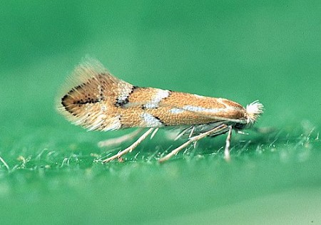 Phyllonorycter salicicolella