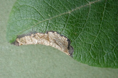 Phyllonorycter salicicolella