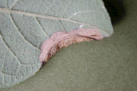 Phyllonorycter salicicolella