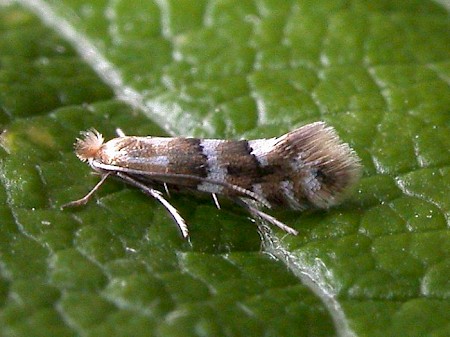 Phyllonorycter hilarella