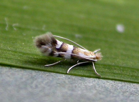 Phyllonorycter hilarella