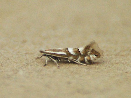 Phyllonorycter cavella