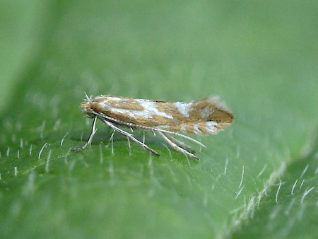 Phyllonorycter ulicicolella