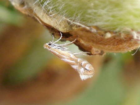 Phyllonorycter ulicicolella